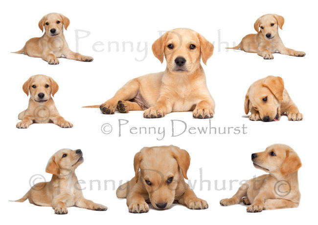 Example of Pet Portrait montage