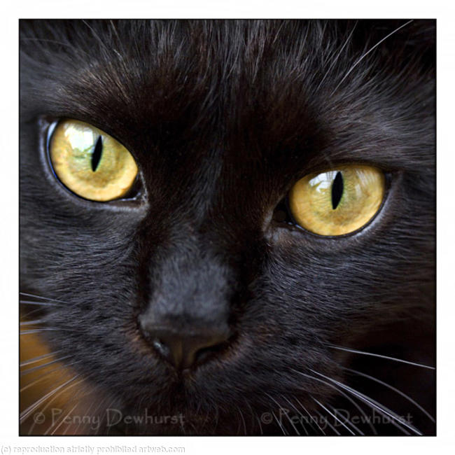 Black Cat