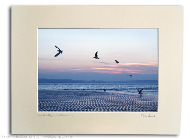 Gulls in flight