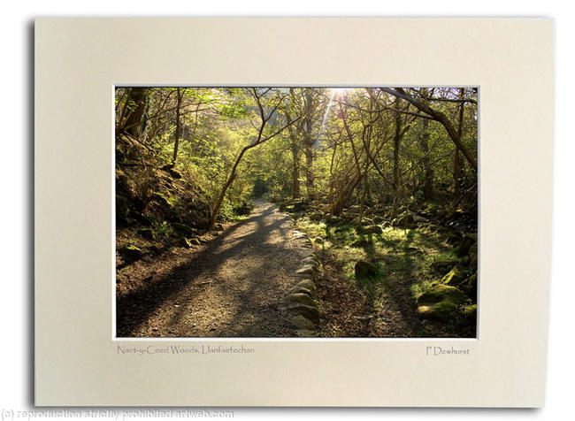 Nant-y-coed Woods