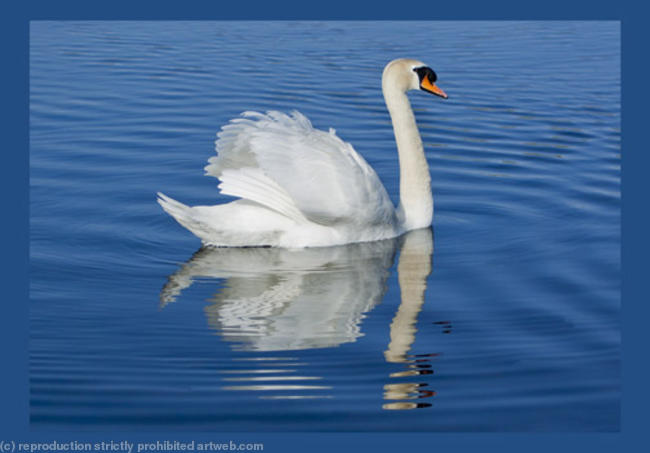 Swan