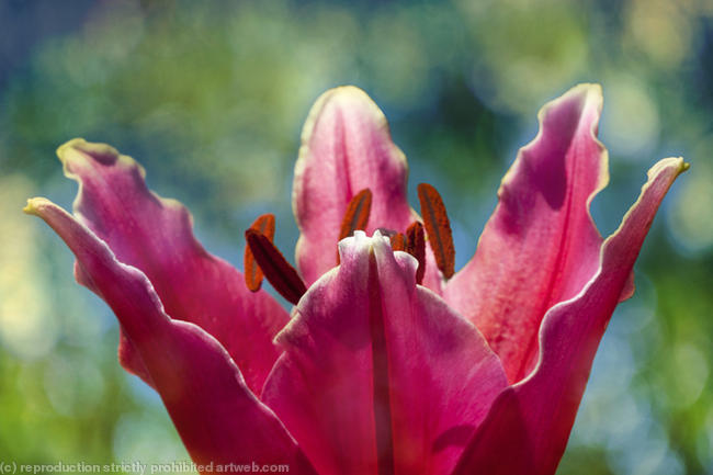 Pink lily