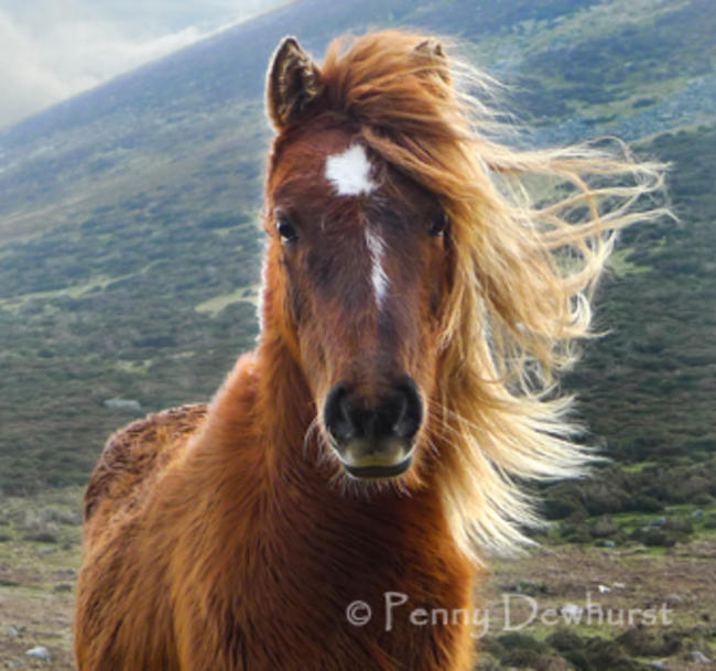 Aber Pony