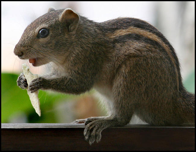 Ground squirrel with stolen crisp, Sri Lanka