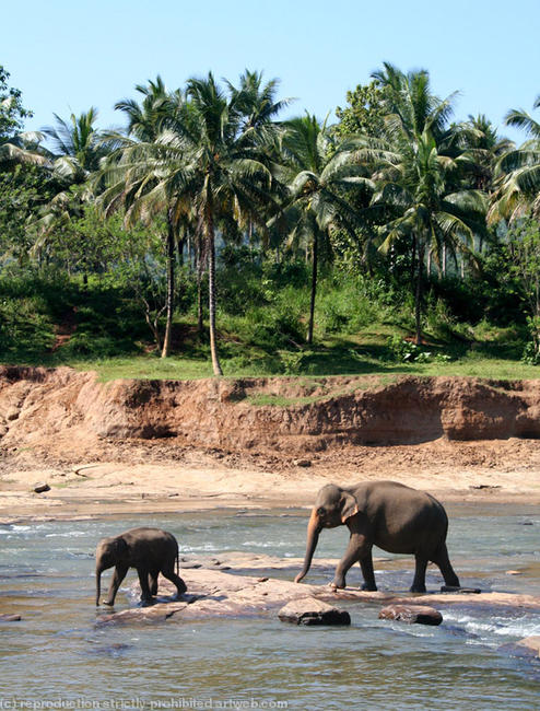 Watering hole, Sri Lanka