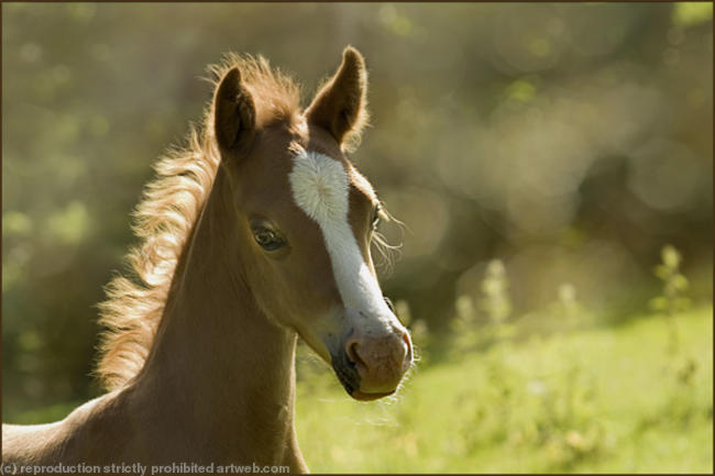 Back-lit foal