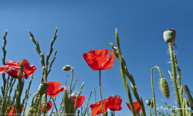 Poppies 2