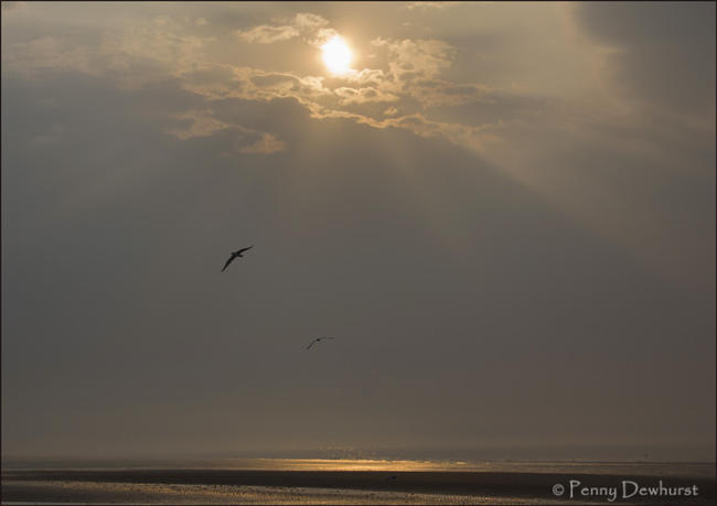 Peaceful evening with 2 gulls