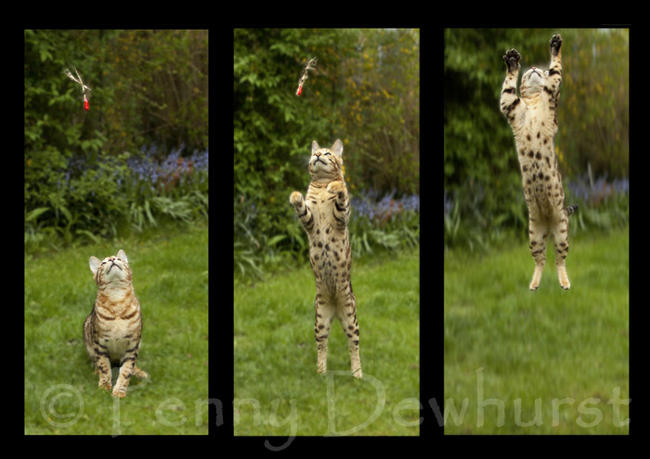 Leap for toy