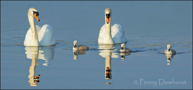 Swan family