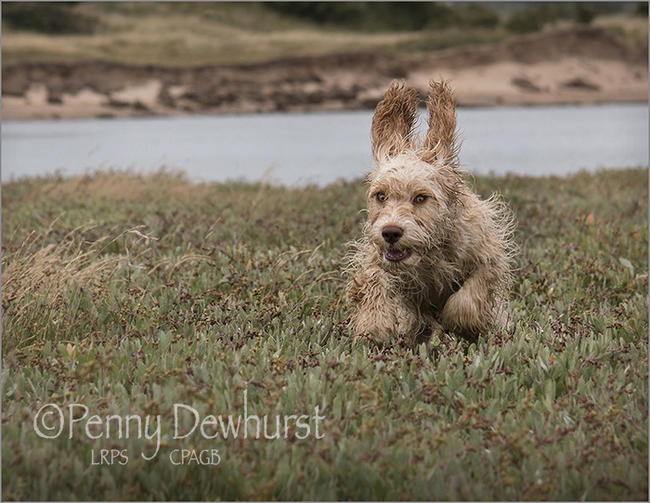Dog on the run