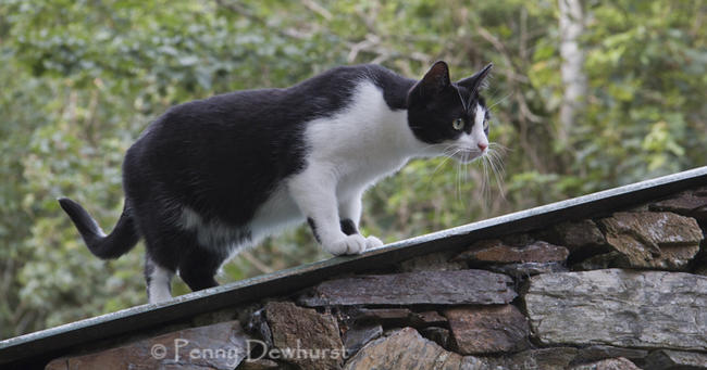 Hunting