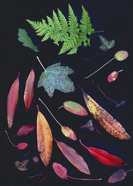 Autumn leaves4