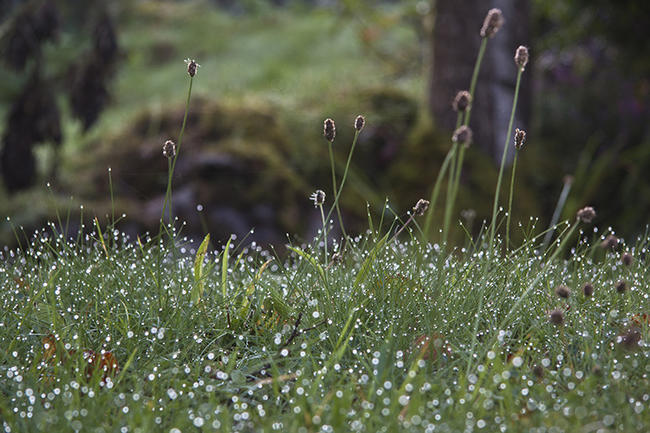 dewdrops