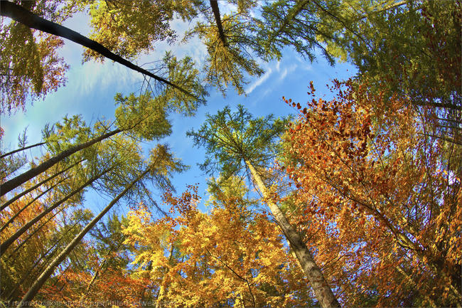 Giants in the woods