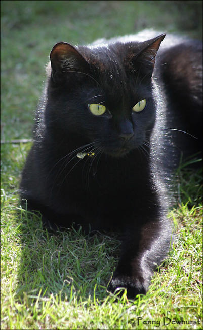 Black Beauty