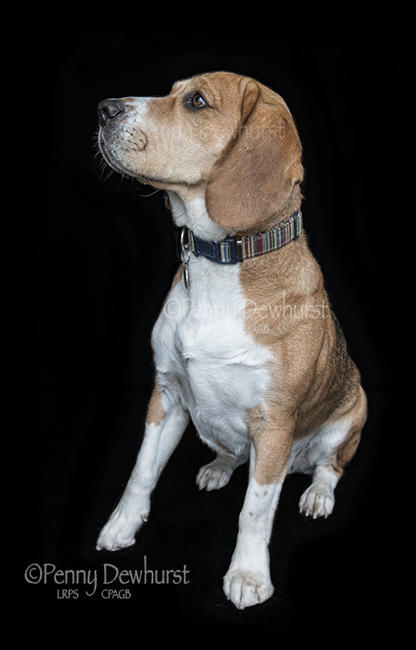 'Bolt' the beagle