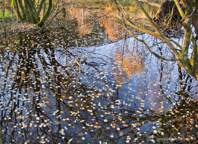 Leaves and reflections
