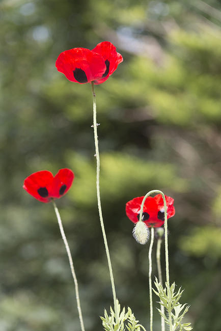 Poppies