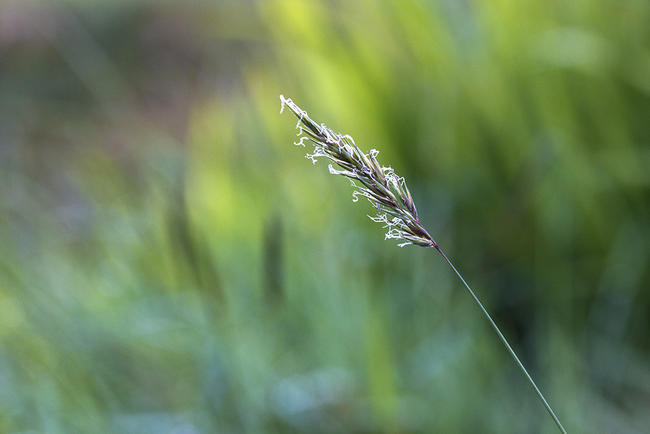 Grass