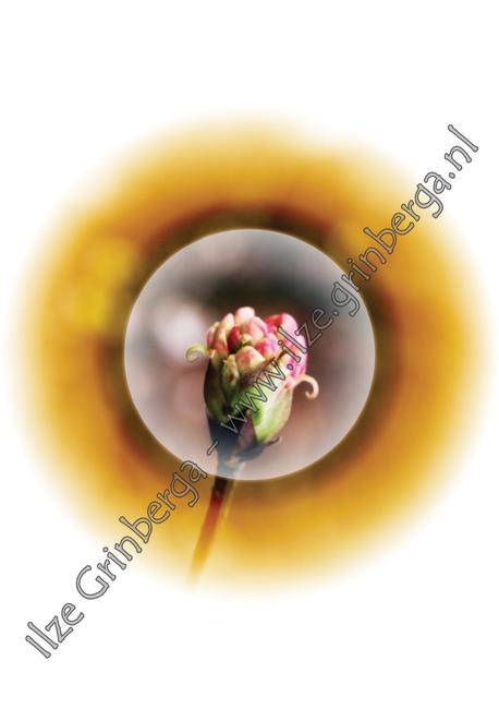 Blossom