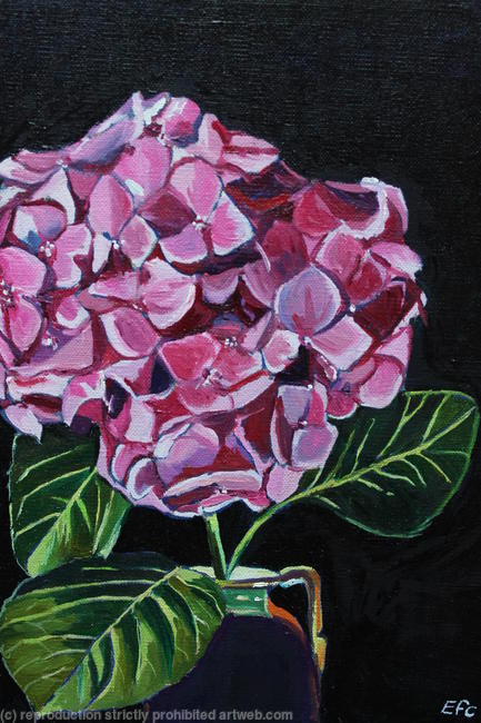 Mourning Hydrangea