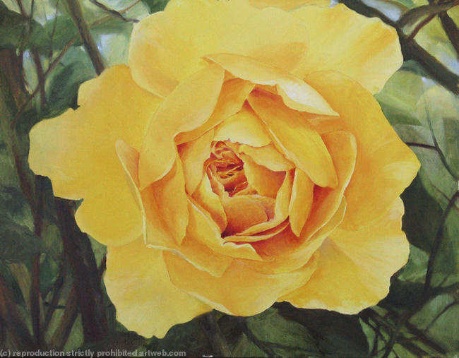 The yellow rose.