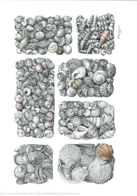 Karens Seashell Collection