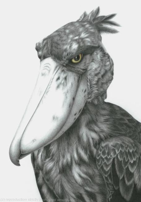 Shoebill