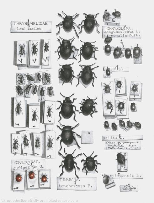 Ground Beetles