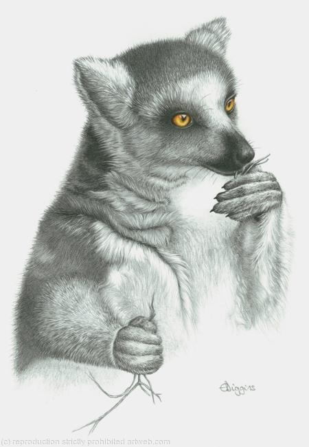 Ringtailed Lemur