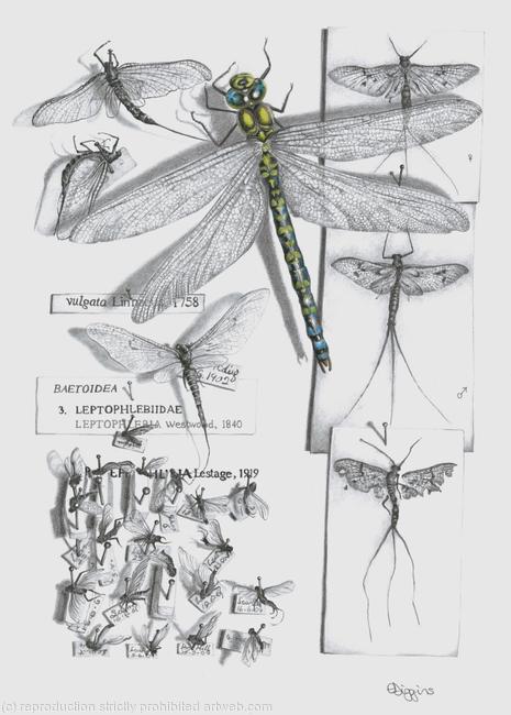 Southern Hawker Dragonfly