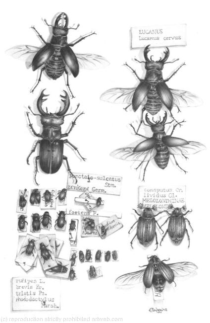 Stagbeetles