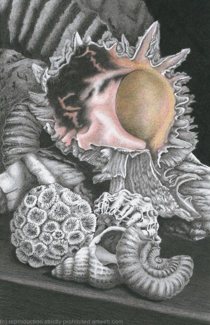 Fossil Collection