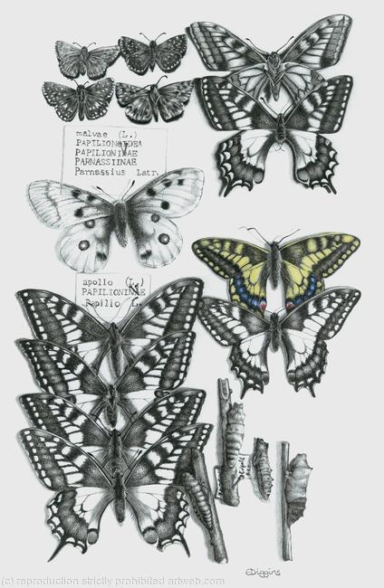 Swallowtail Butterflies