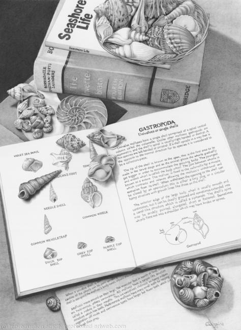 The Shell Collector