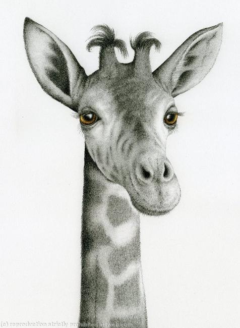 Rothschild Giraffe
