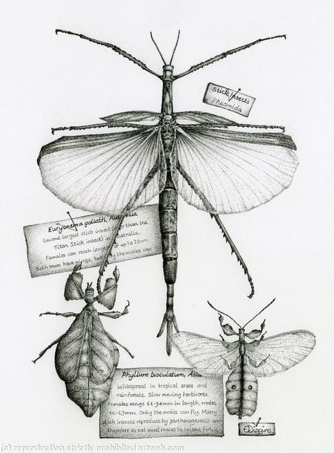 Stick Insects