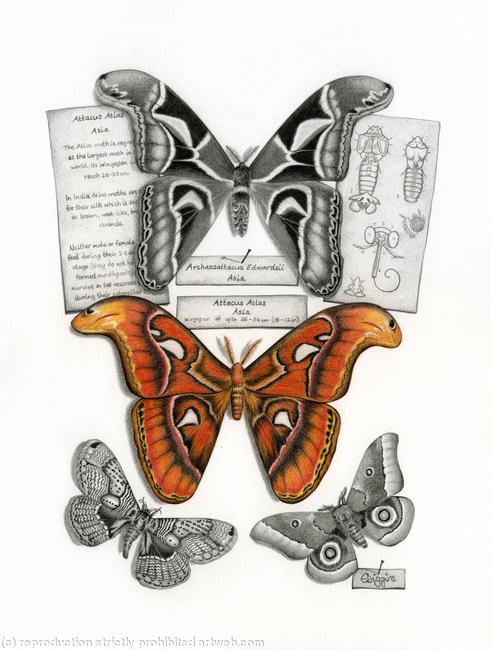 Atlas Moth