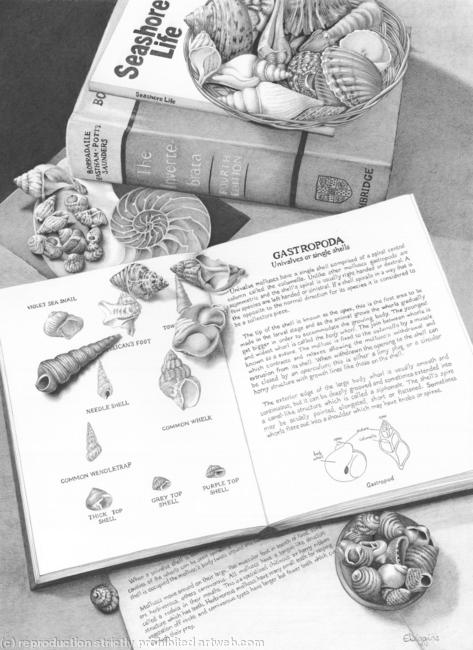 The Shell Collector