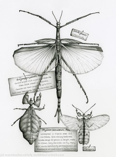 Stick Insects