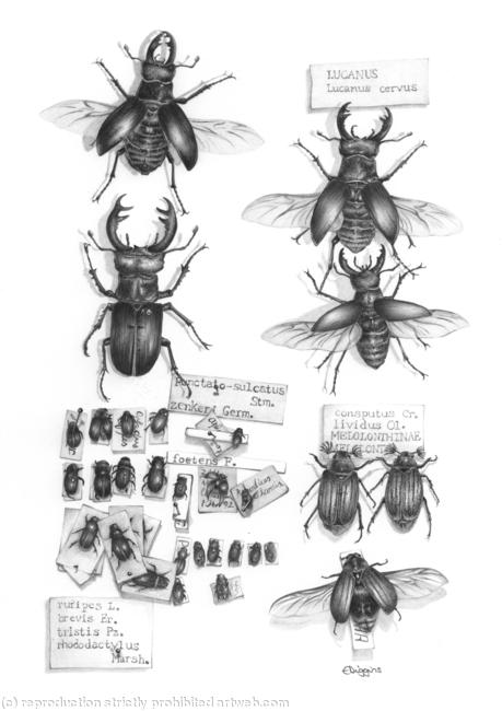 Stag Beetles