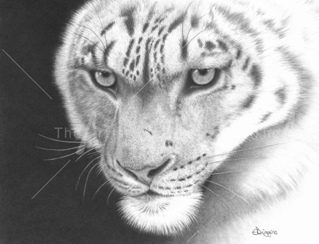 Snow Leopard