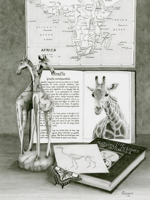 African Giraffe still life