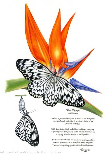 Tree Nymph Butterfly