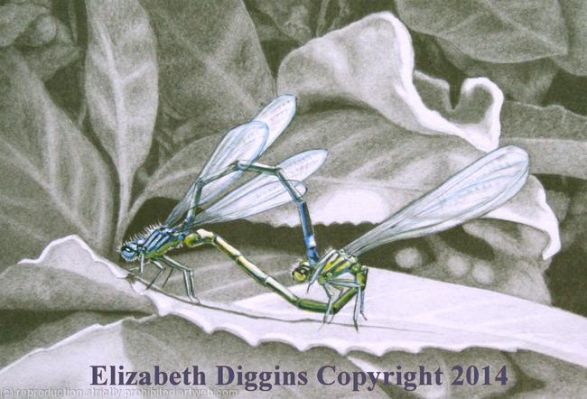 Damselflies