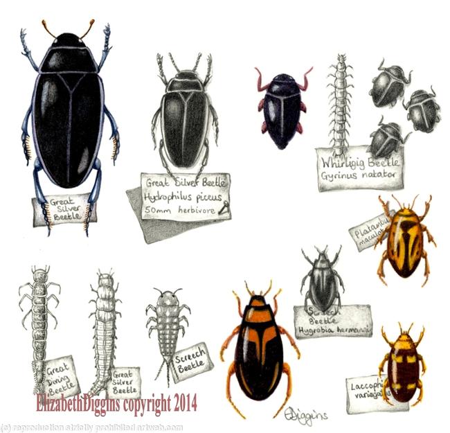 Water Beetles