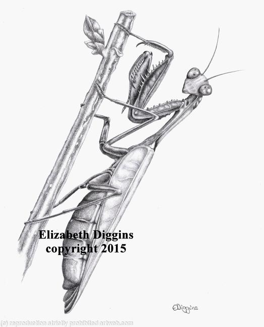 Praying Mantis