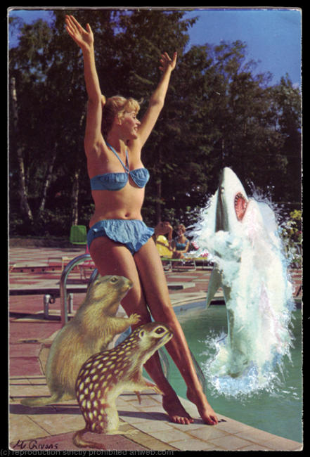 Shark Infested Waters