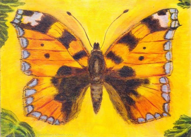 Small tortoiseshell by Debbie Perry